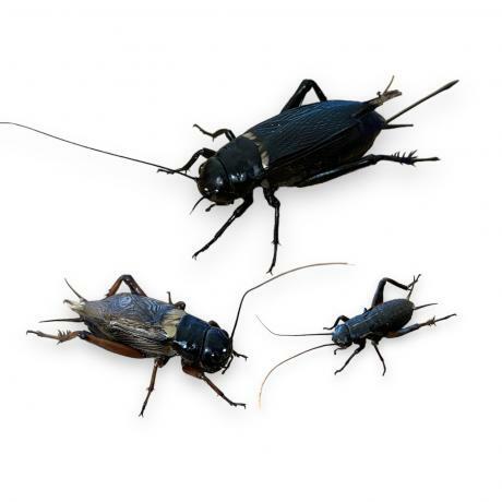 MF Black Crickets