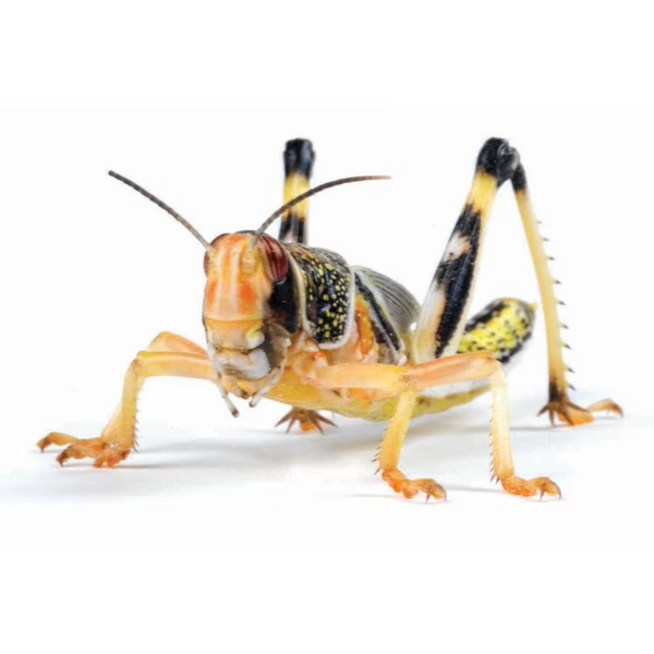 MF Locust