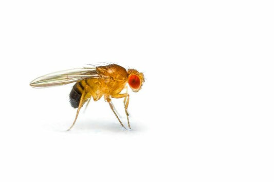 Flightless Golden Fruit Fly Culture (D.melanogaster)