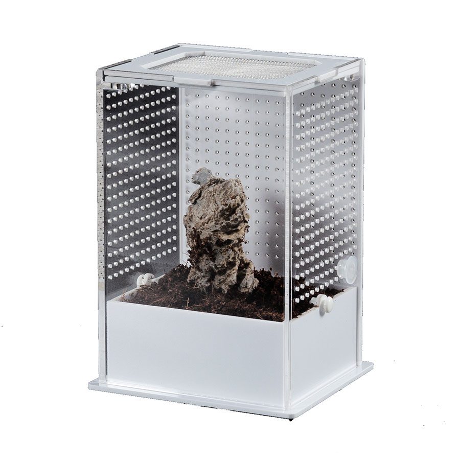 RZ White Base Insect Acrylic Box