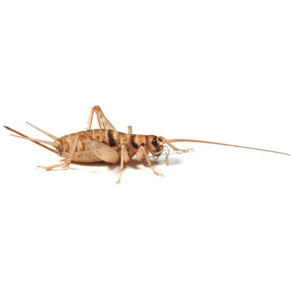 MF Banded Brown Crickets