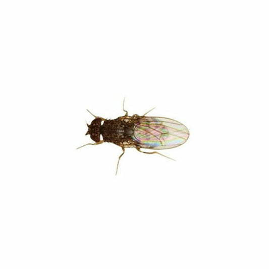 Flightless fruitfly Flies ONLY