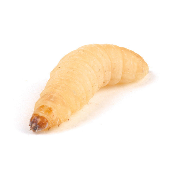 Waxworms